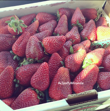 02 - Went to a Straberry Farm today by the beach #spring