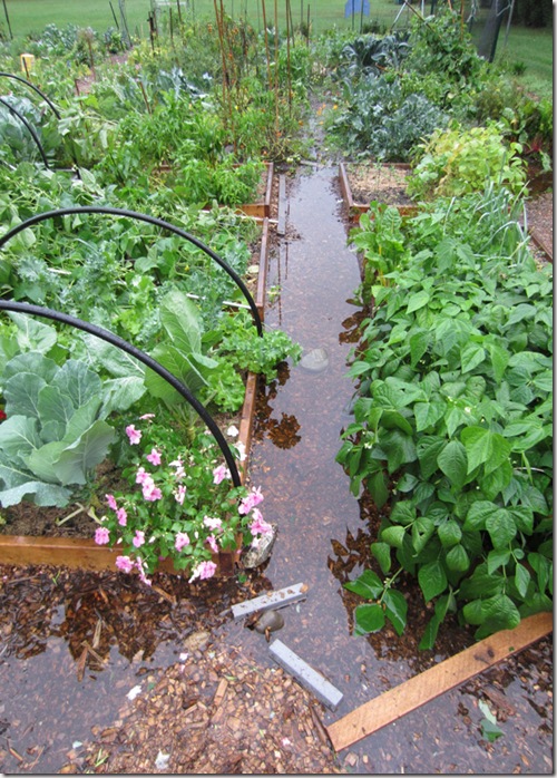 Flooded garden from Irene