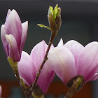 P1030437.JPG