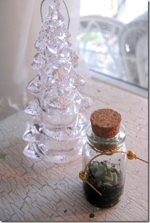 Tiny Succulent in a Bottle3