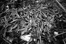 [rwandan-hunger-genocide2.jpg]
