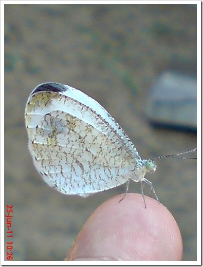 Leptosia nina - Psyche - Kupu-kupu 4