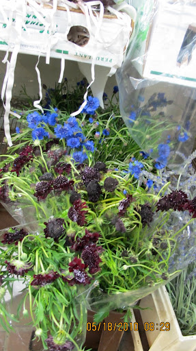The burgundy scabiosa and blue cornflower are happy mates.