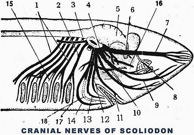 [cranial-nerves-scoliodon%255B9%255D.jpg]