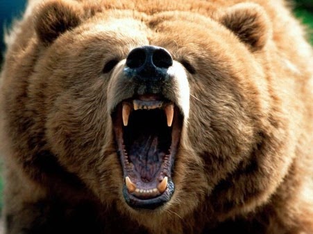 [animals-bear-angry-brown-bear-wallpa%255B2%255D.jpg]