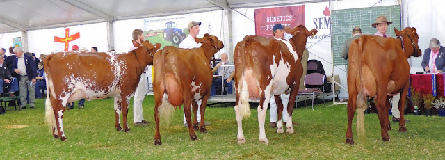 Cow, 3 yrs old, in milk. WN & CA Doecke, Springvale Pride 26.jpg
