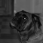 Krakow styczen 2009 013.jpg