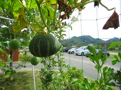 DSC08433 DSC08433