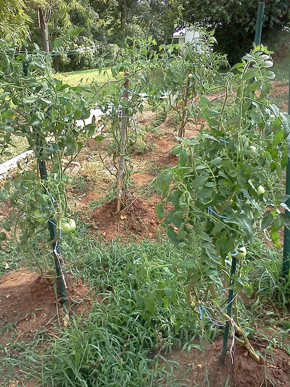 [IMG_20110815_1726114.jpg]