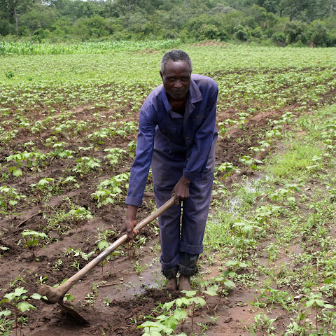 About 80% of Zambians grow their own food on small plots of land like this one.