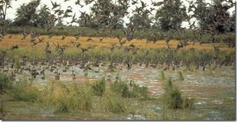 ducks ducks