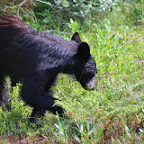 Urso negro à beira da estrada -  Jasper - Alberta, Canadá