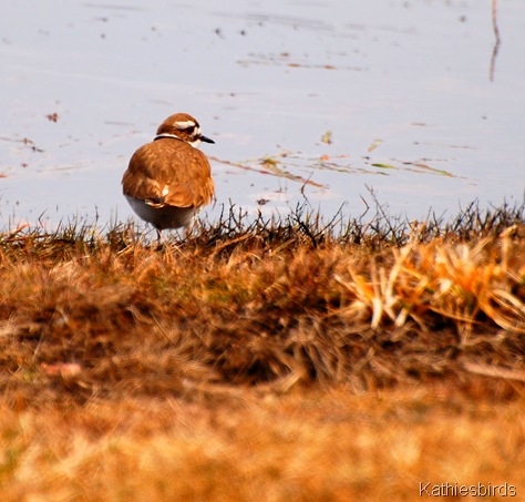 12. killdeer-kab