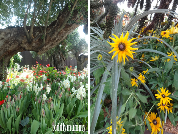 Yellow flower  tree