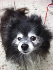 Offering a home to an older animal who has lost her human is both gratifying and conveys the importance of valuing others regardless of age or appearance. Offering a home to an older animal who has lost her human is both gratifying and conveys the importance of valuing others regardless of age or appearance.