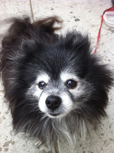 Offering a home to an older animal who has lost her human is both gratifying and conveys the importance of valuing others regardless of age or appearance. Offering a home to an older animal who has lost her human is both gratifying and conveys the importance of valuing others regardless of age or appearance.