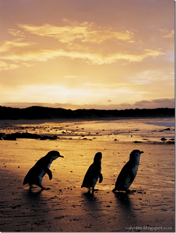 Penguin 8 Penguin 8