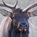 Elk