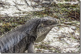 Iguana em Cayo Largo Iguana em Cayo Largo