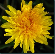 dandelion9