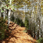 Sentier en sous bois