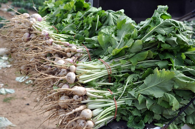 [fall%2520produce%25201112%2520%252842%2529%255B3%255D.jpg]