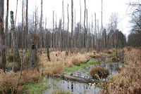 Swamp in the forest Photo