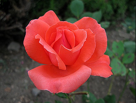 IMG_5108 IMG_5108