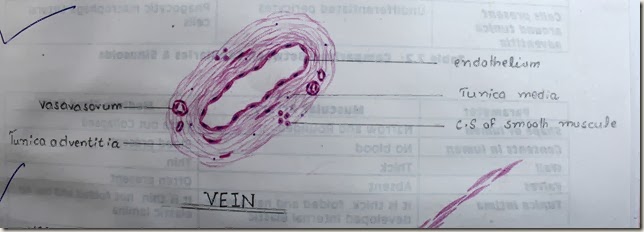 vein high resolution histology diagram