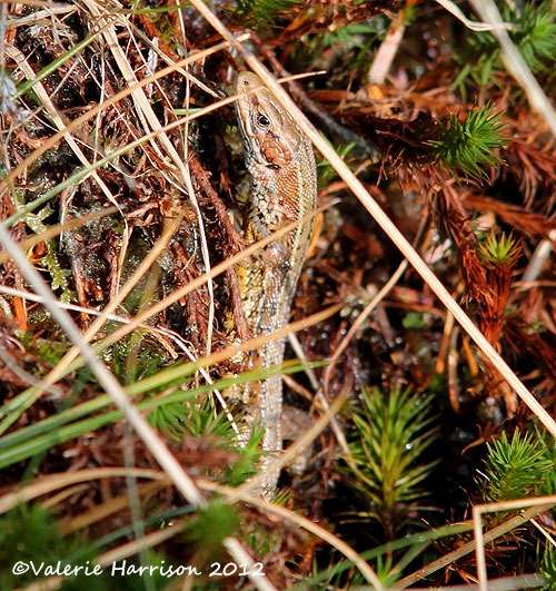 [1-common-lizard%255B2%255D.jpg]