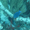  Scuba Dive Buck Island Reef