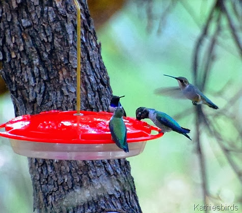16. hummingbirds-kab
