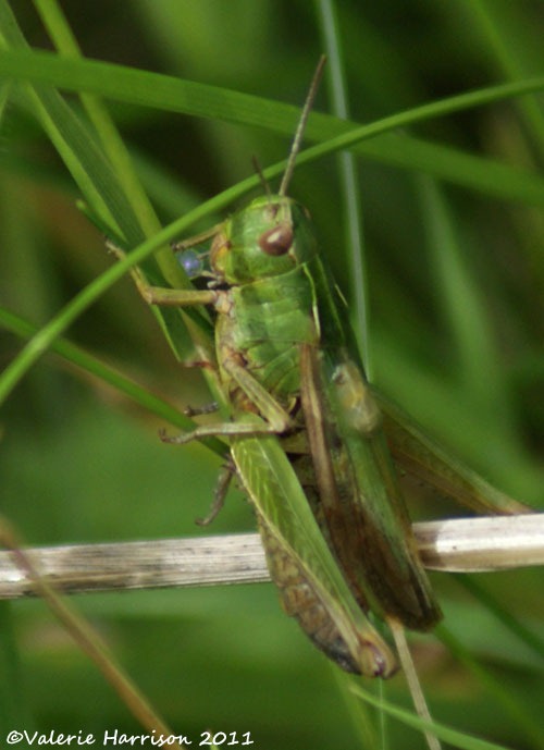 [33-grasshopper%255B2%255D.jpg]