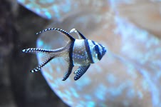 DSC_0213.JPG