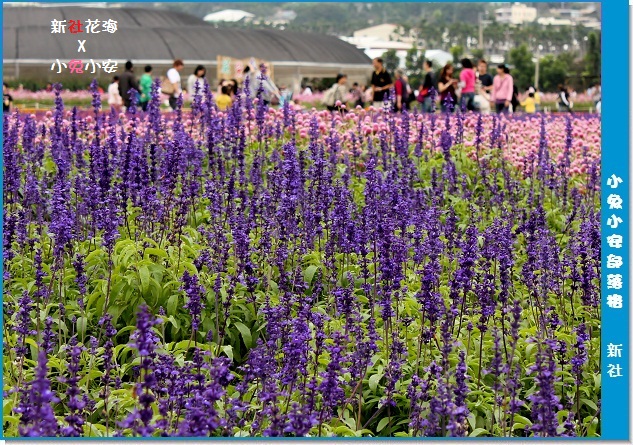 『台中』2011年新社花海節‧人海、花海熱鬧登場。