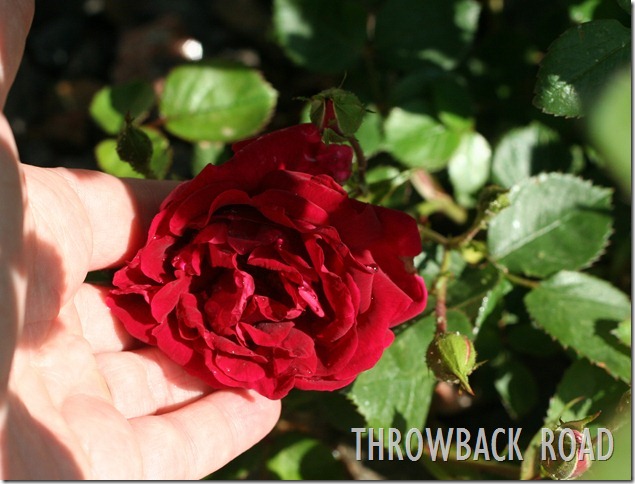 rose 004