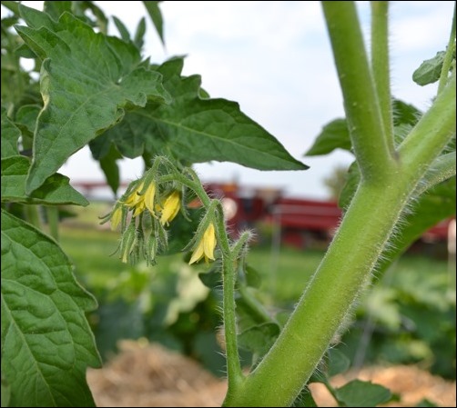 tomato flowers July 8 tomato flowers July 8
