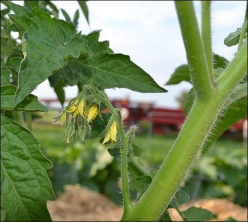 tomato flowers July 8