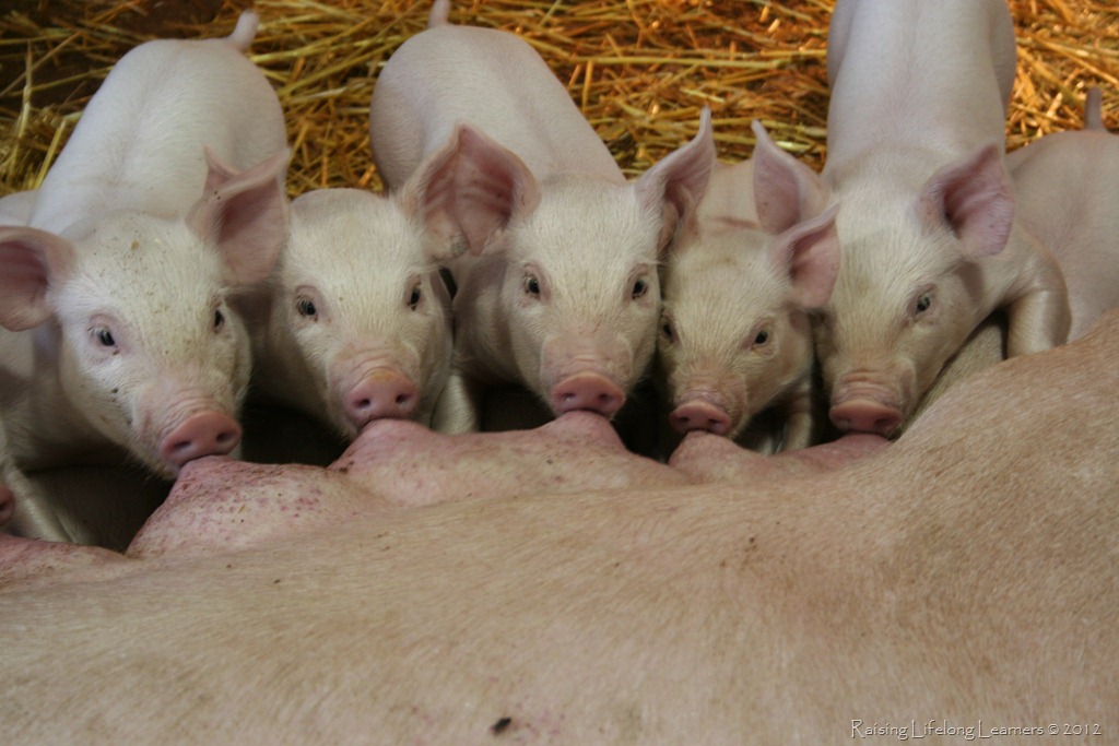 [Nursing-Piglets3.jpg]