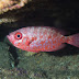 P8265974