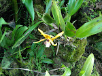 Hector's garden, next door to Abra Patricia-Alto Nieva Reserve, Peru