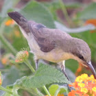 Purple sunbird (female)