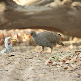 Red-billed Spurfowl (Pternistis adspersus)