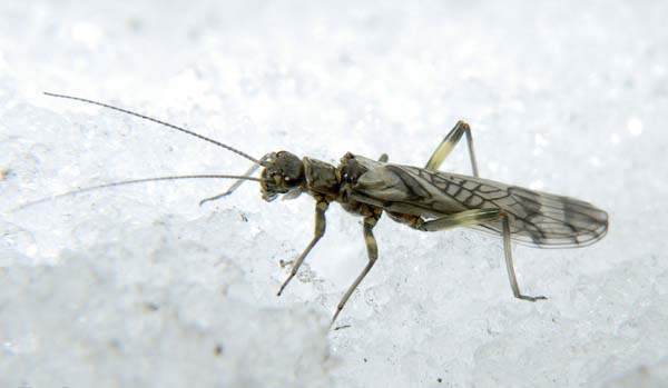 A Zapada stonefly is in the same genus as the western glacier stonefly, which the U.S. Fish and Wildlife Service will study to determine whether to propose adding it to the federal lists of threatened or endangered wildlife and plants. COURTESY OF U.S. FISH AND WILDLIFE SERVICE