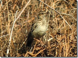 woodlark cannock chase april 2014 woodlark cannock chase april 2014