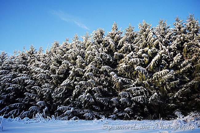 snow on pines-w