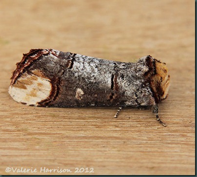 Buff-Tip-1 Buff-Tip-1