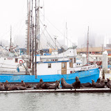 SFSeaLions SFSeaLions