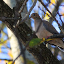 Mourning Dove