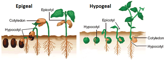 seed germination - epigeal and hypogeal